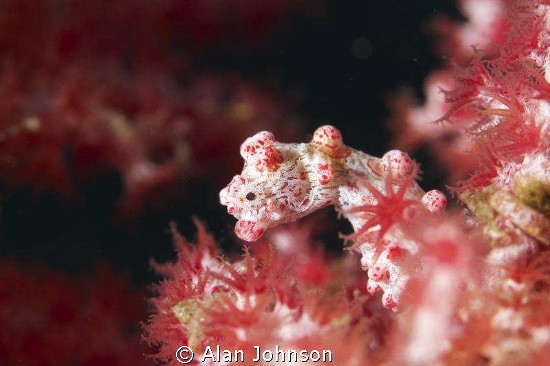 hippocampus pigmy seahorse , Lembeh, Sulawesi by Alan Johnson 