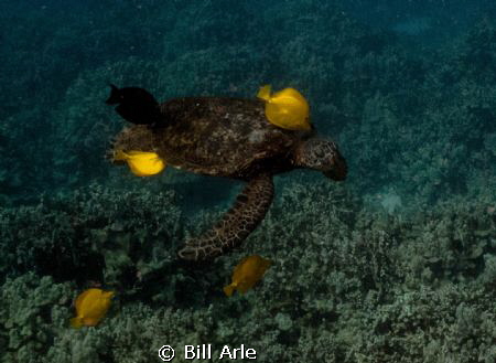 Turtle cleaning station.  Big Island, Hawaii. by Bill Arle 