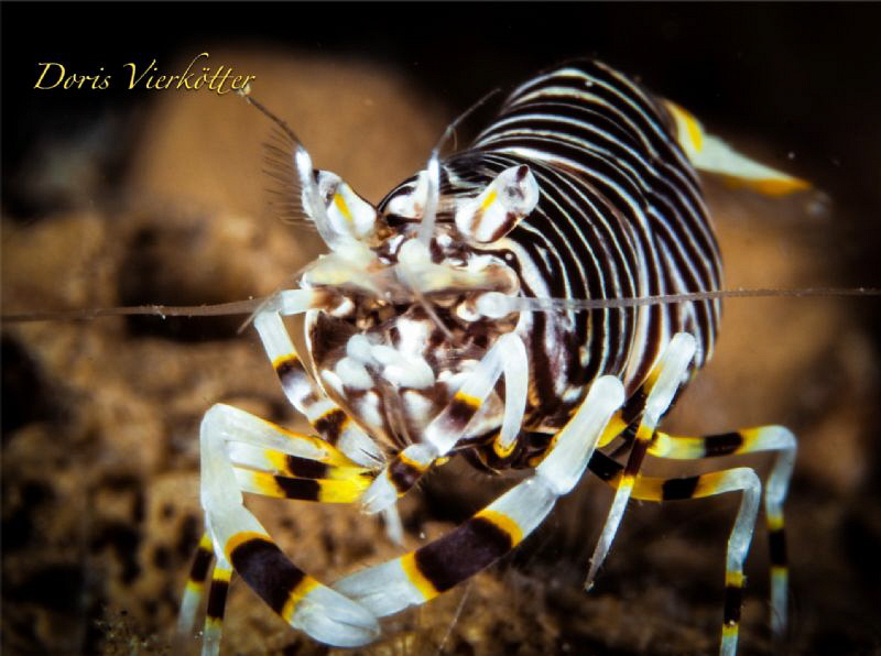 Bumble Bee on sponch by Doris Vierkötter 