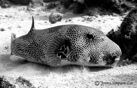 Taken at "Golden Blocks" Dahab. Monochroming this shot br... by Jonny Simpson-lee 
