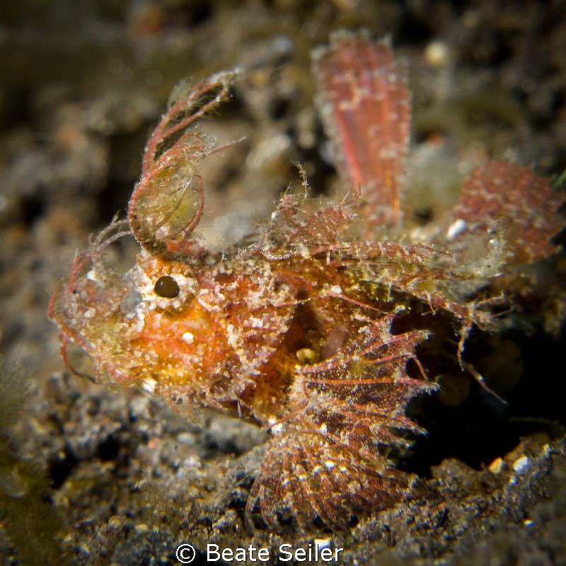 supermacro, because this little baby rhinopia was less th... by Beate Seiler 