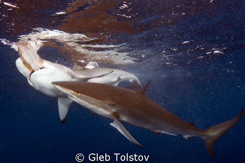 Feast of Silkys by Gleb Tolstov 