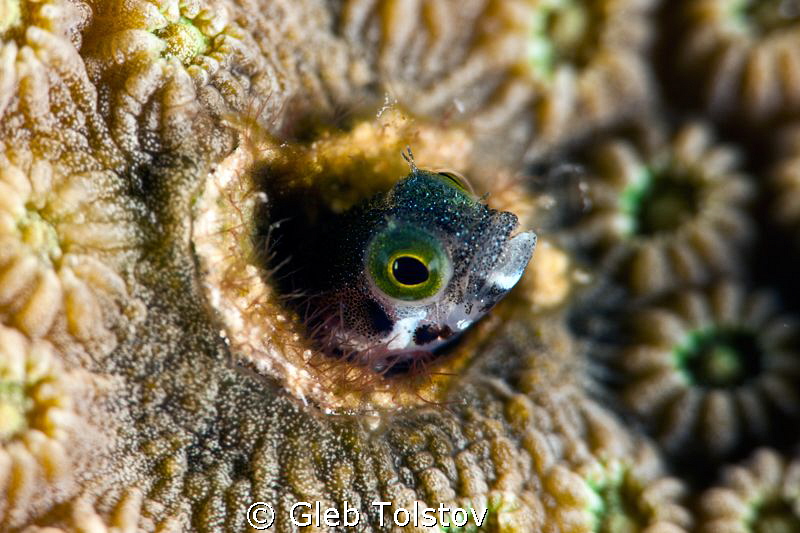 Secretary blenny by Gleb Tolstov 