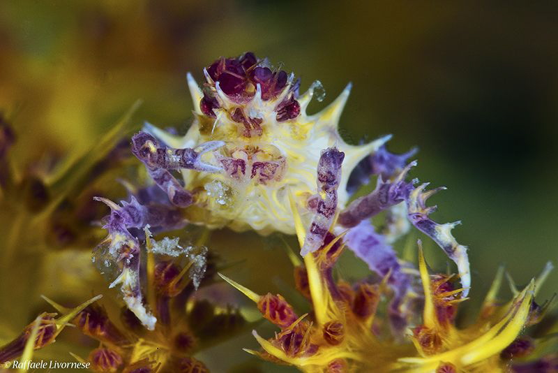 Candy crab on Alcyonaria by Raffaele Livornese 