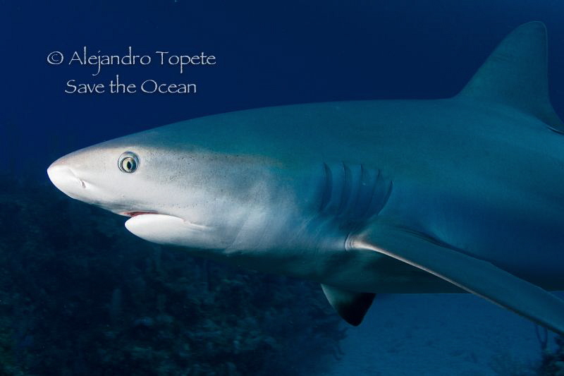 Shark Face illuminate, Gardens of the Queen Cuba by Alejandro Topete 