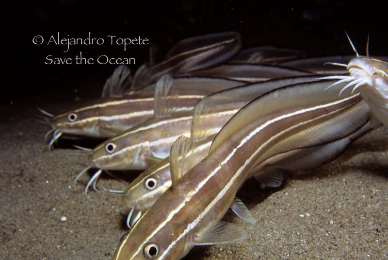 Cat Fish Group, Sharm il Sheik Egypt by Alejandro Topete 