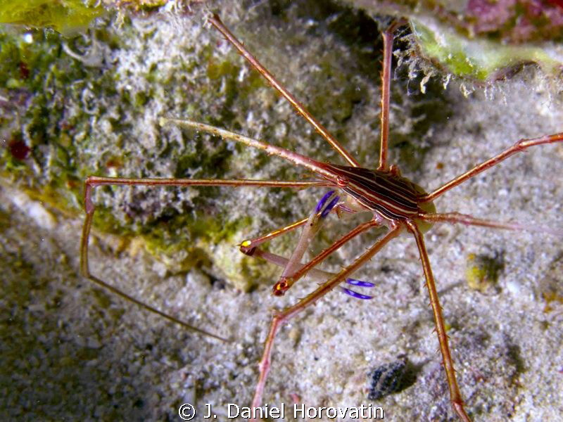 arrow crab by J. Daniel Horovatin 