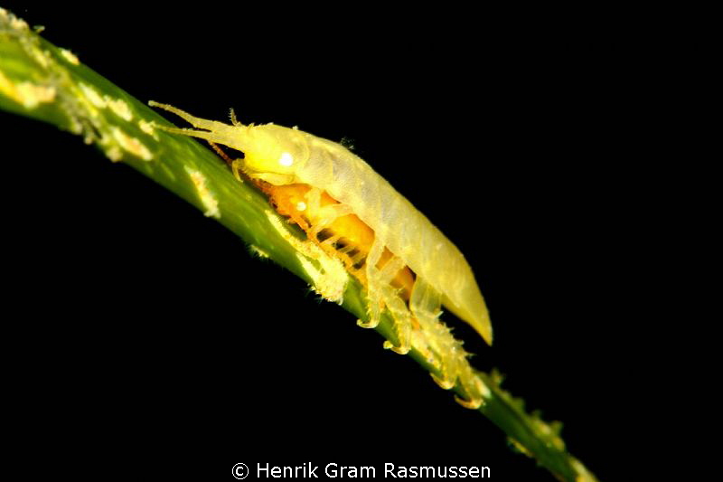 Green on Yellow  HUG by Henrik Gram Rasmussen 