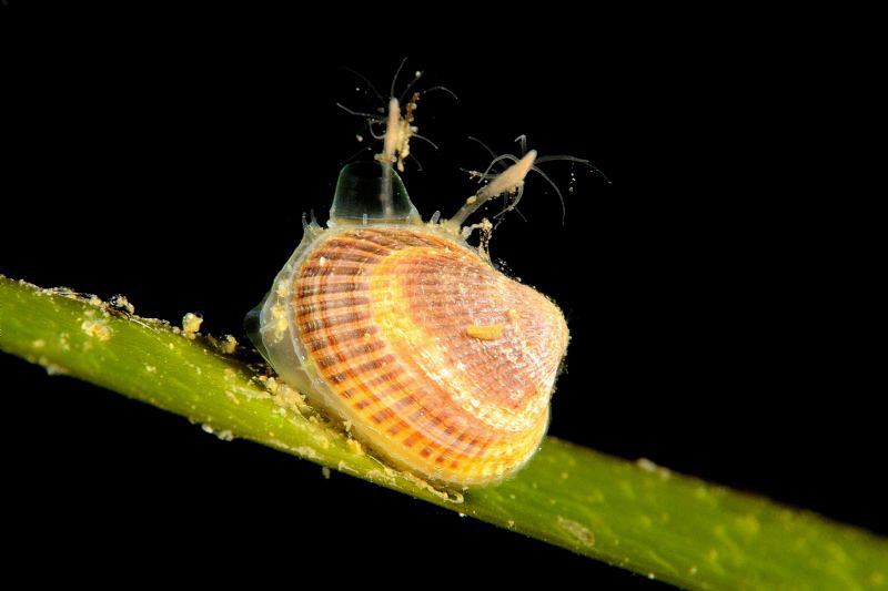 Tiny Clam with fangs by Henrik Gram Rasmussen 