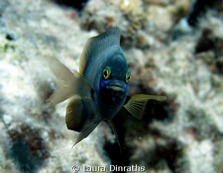 Jewel damselfish by Laura Dinraths 