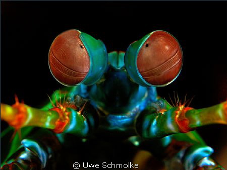 This mantis shrimp portrait I've taken in indonesian wate... by Uwe Schmolke 