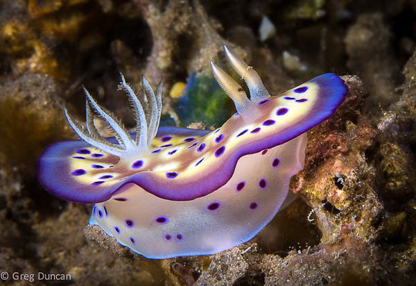 Chromodoris Leopardis Komodo by Greg Duncan 