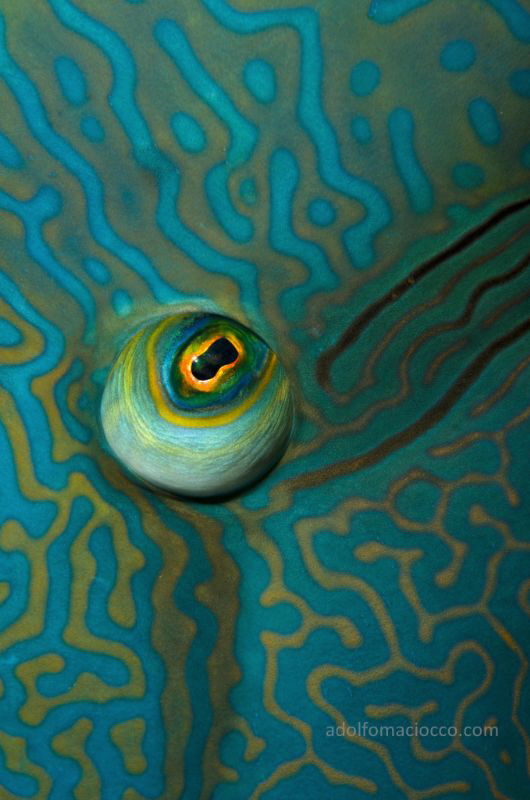 Napoleon eye by Adolfo Maciocco 