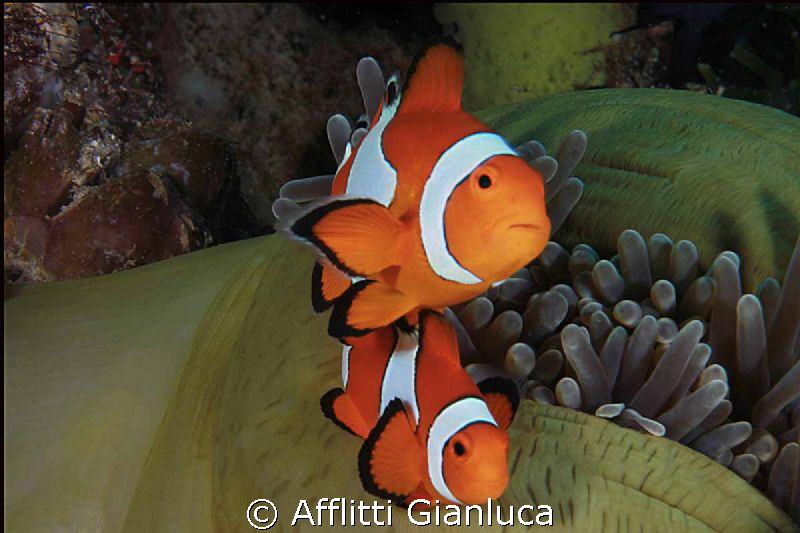 nemo+nemo by Afflitti Gianluca 