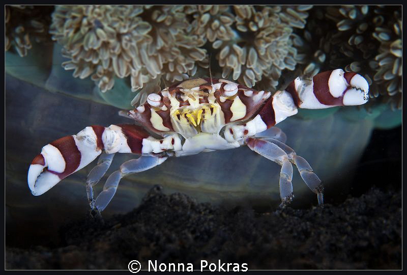 Big hugs
 by Nonna Pokras 