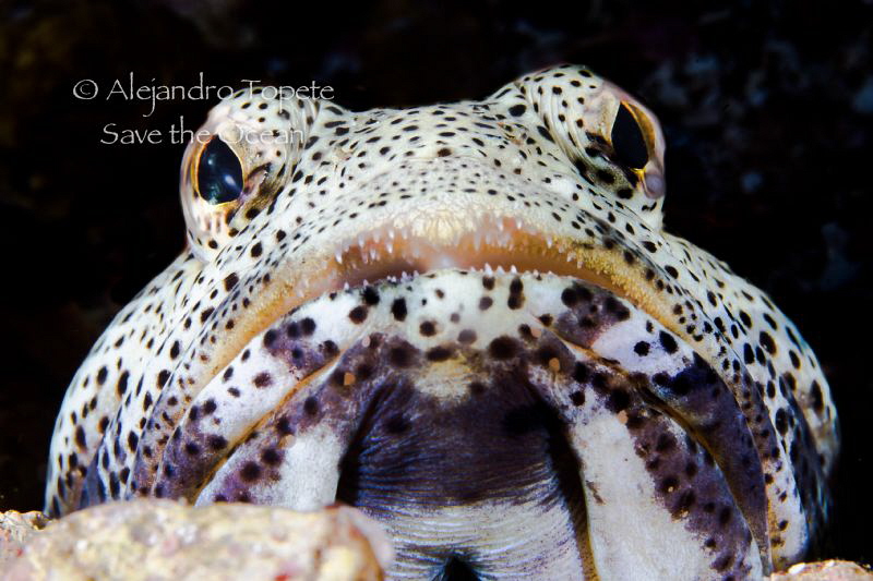 Jaw Fish in Black, La Paz Mexico by Alejandro Topete 