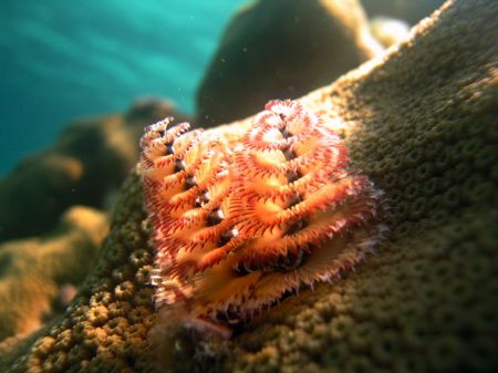 christmas tree worm
key largo, FL
canon s70, natural light by Dylan Matheson 