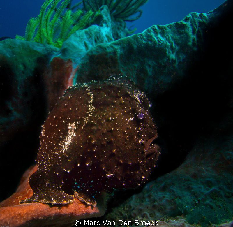 black frog fish by Marc Van Den Broeck 