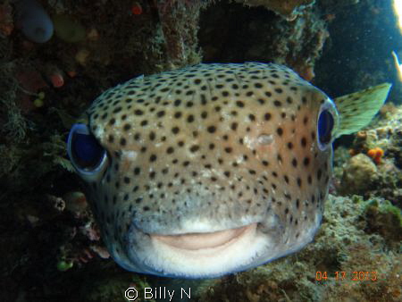 Say Cheese !!! by Billy N 