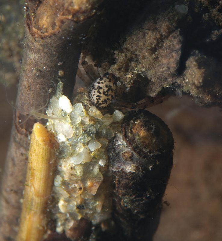 Caddis fly larva by Chris Krambeck 