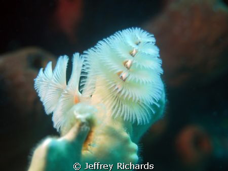 Christmas tree worm in Bonaire by Jeffrey Richards 