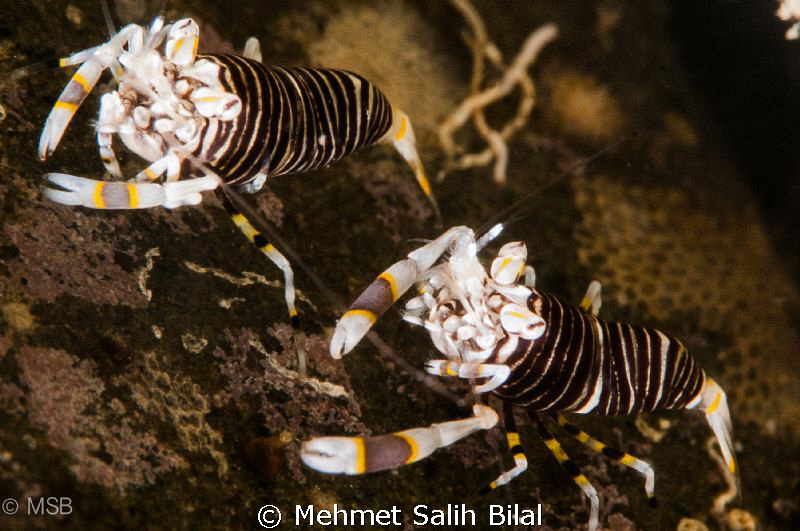 Double bumble bee. by Mehmet Salih Bilal 