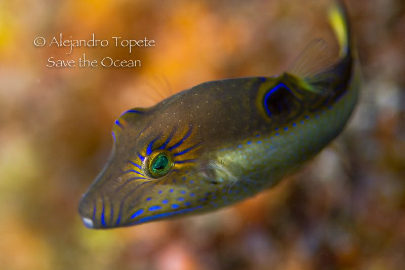 Sun tab, San Pedro Belize by Alejandro Topete 