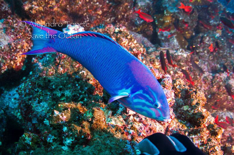 Litle Fish, Galapagos Ecuador by Alejandro Topete 