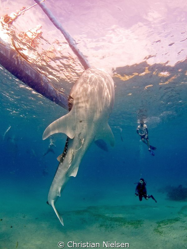 Whaleshark in Oslob. The feeding is controversial, the ex... by Christian Nielsen 