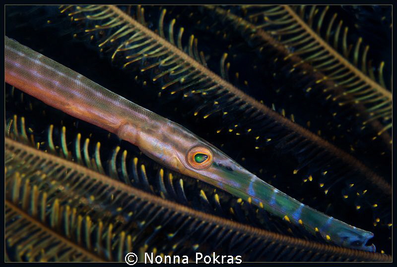Fisheye by Nonna Pokras 