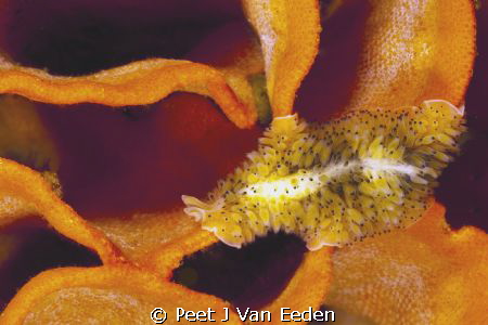 Carpet Flat Worm by Peet J Van Eeden 