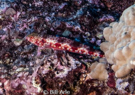 Capricorn Lizardfish by Bill Arle 