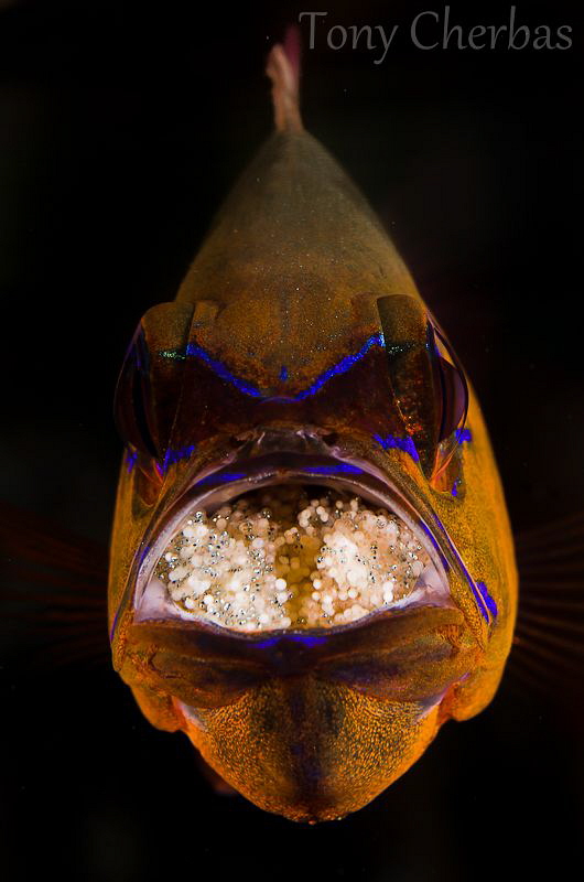 Cardinal Fish with Mouth Brood by Tony Cherbas 