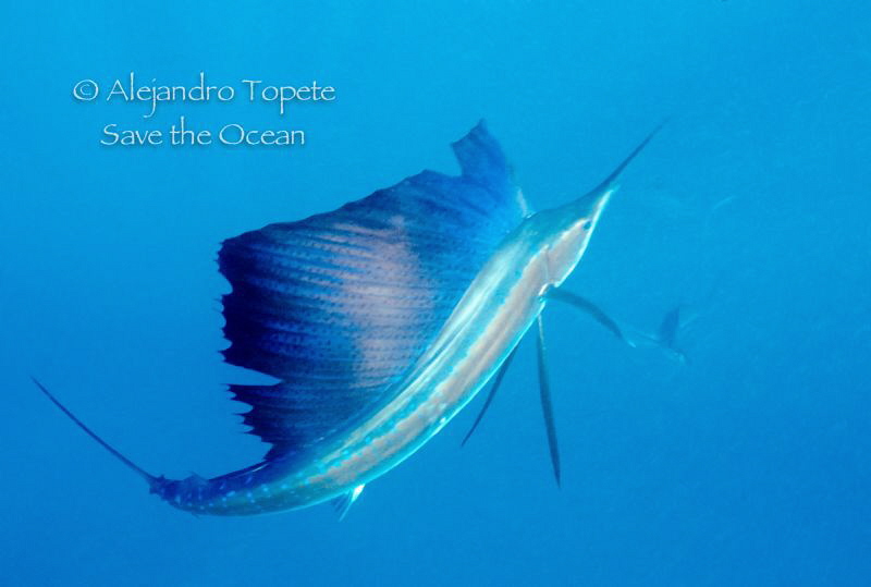 Sailfish ready to hunt, Isla Mujeres Mexico
Niconos V, 1... by Alejandro Topete 