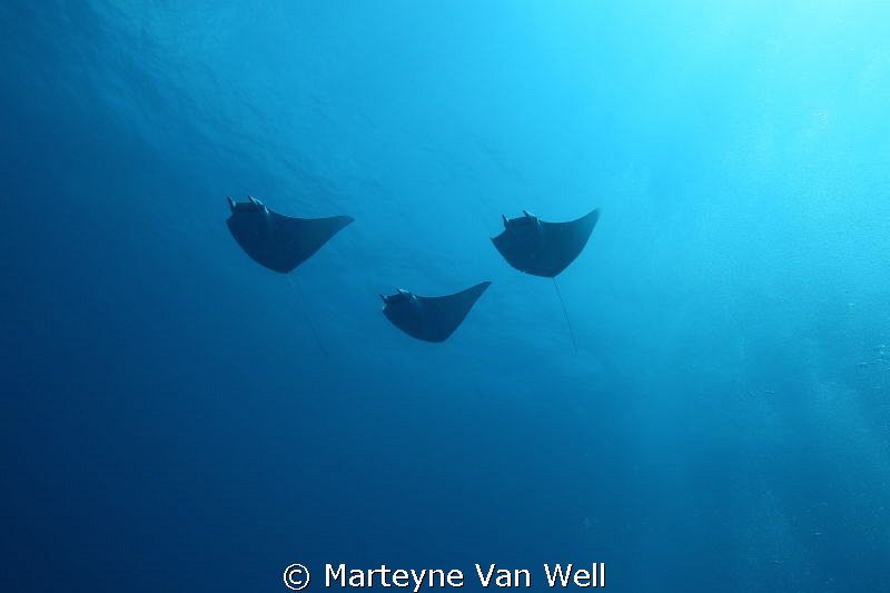 Three mobula rays passing by by Marteyne Van Well 