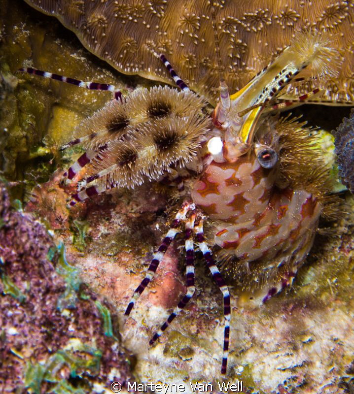 Sighting of a Marble Shrimp during recent night dive at h... by Marteyne Van Well 