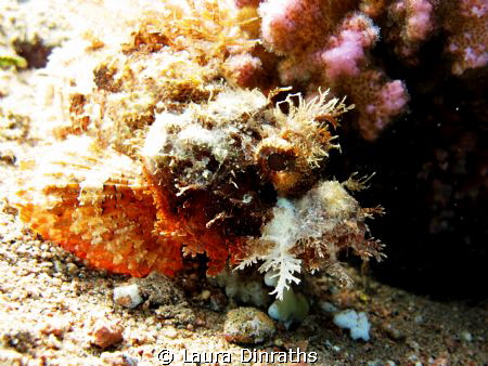 Bearded scorpionfish by Laura Dinraths 