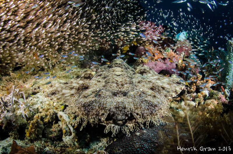 Wobegong Shark by Henrik Gram Rasmussen 