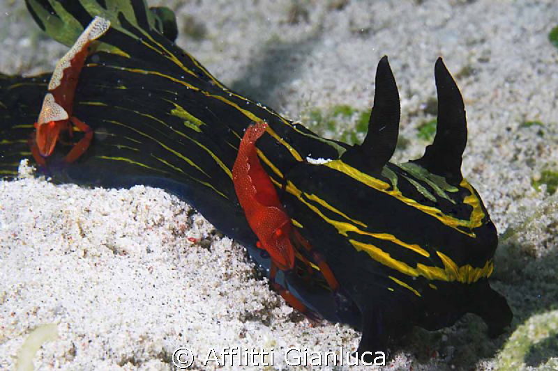 NEMBROTHA... HOTEL by Afflitti Gianluca 