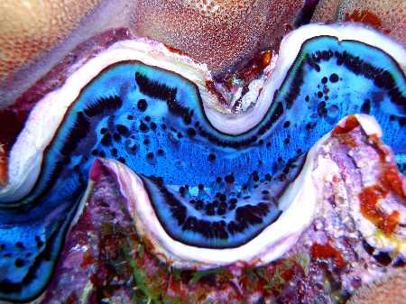 Closeup of the Giant Clam.
Macro mode, Casio Exilim by Rafal Grzeskowiak 