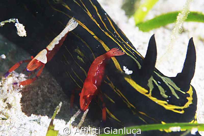 NEMBROTHA HOTEL....EXIT by Afflitti Gianluca 