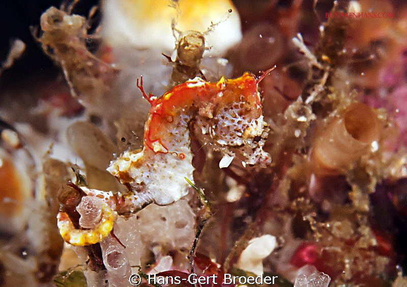 Hippocampus Pontohi
Bunaken,Sulawesi,Indonesia, Bunaken ... by Hans-Gert Broeder 