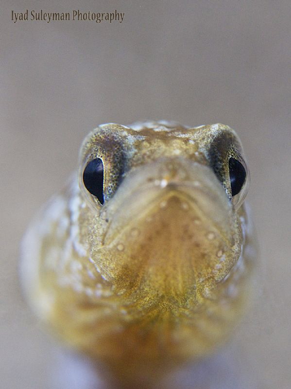 Yellow Garden Eel by Iyad Suleyman 