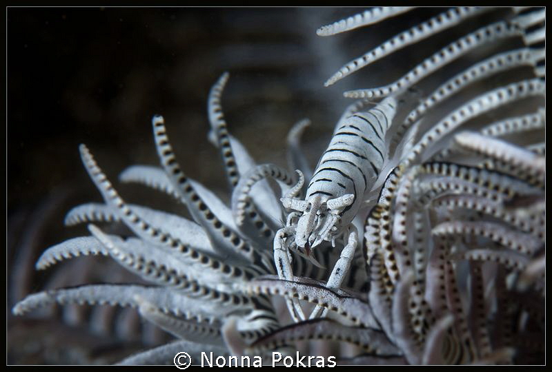 White and Black by Nonna Pokras 
