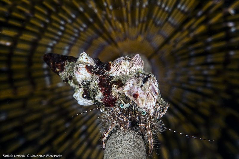 Look my eyes!!! by Raffaele Livornese 