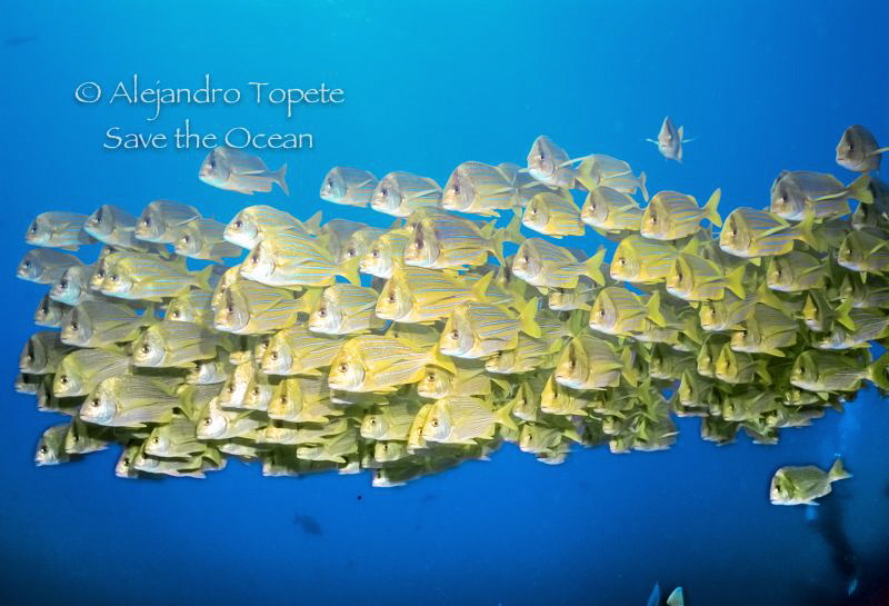 School of yellow fishes, Cabo Pulmo Mexico
Nikonos V, 15... by Alejandro Topete 