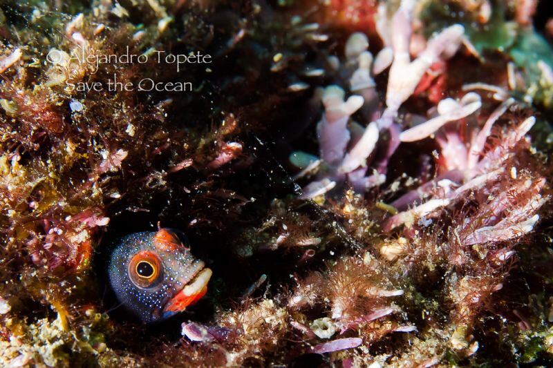 Little Shy, Acapulco Mexico by Alejandro Topete 