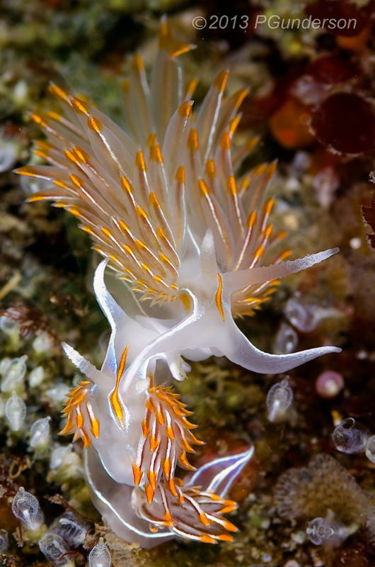 A little foreplay perhaps?
Opalescent Nudibranchs
Hermi... by Pat Gunderson 