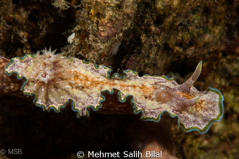 Slender waisted Nudi. by Mehmet Salih Bilal 