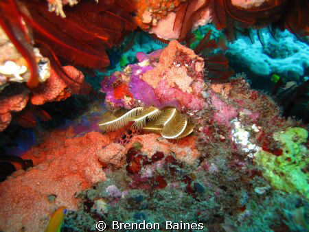 Garden colours by Brendon Baines 
